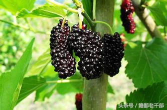 慢性咽炎支气管炎咳嗽有哪些中药,慢性咽炎加鼻炎中药配方