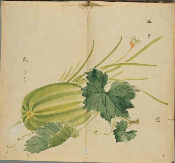 古人夏天喜欢吃什么解暑,古人冬天吃什么蔬菜