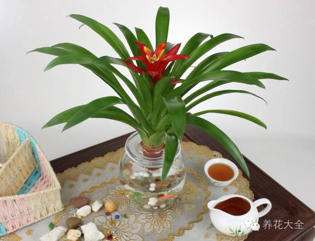 在家怎样水培种植物,50种水生植物最好养的水培花