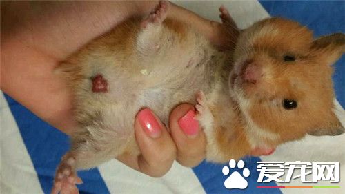 金丝熊什么样子最健康,金丝熊怎么样才算是有光泽