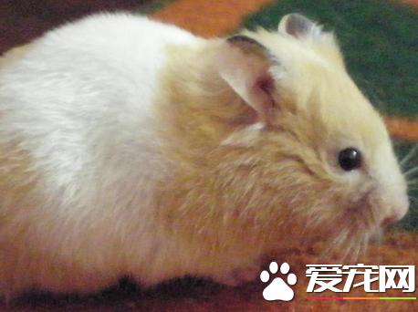 金丝熊对人体有害吗,金丝熊牙齿有毒吗