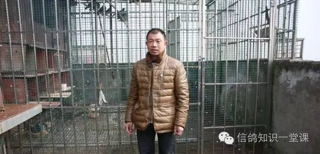 重庆赛鸽强豪欧先超