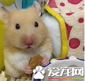 金丝熊可不可以用猫砂,金丝熊能用细猫砂吗