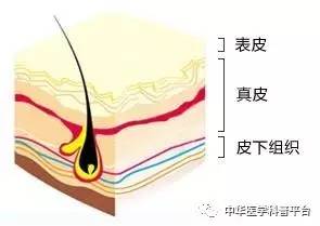 每天都在洗，皮肤这道“城墙”是怎样建成的