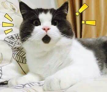 一个来自日本的官方声明，让代购圈彻底懵了！