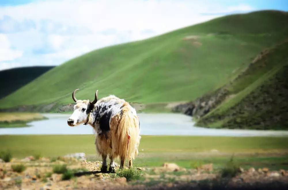 朋友圈现新网红“浮云牧场”四川藏区世界级资源正在起飞