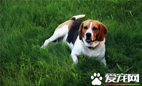 比格犬是大型犬吗比格犬成年多大,比格犬打猎怎么样