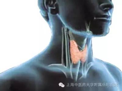 桥本甲状腺营养餐,桥本甲状腺炎中医调理先调理脾胃