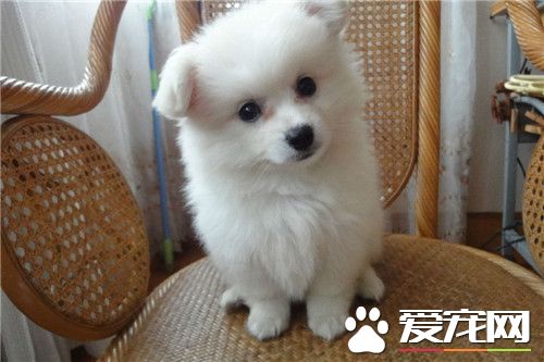 银狐犬适合新手养吗,银狐犬适合家庭养吗