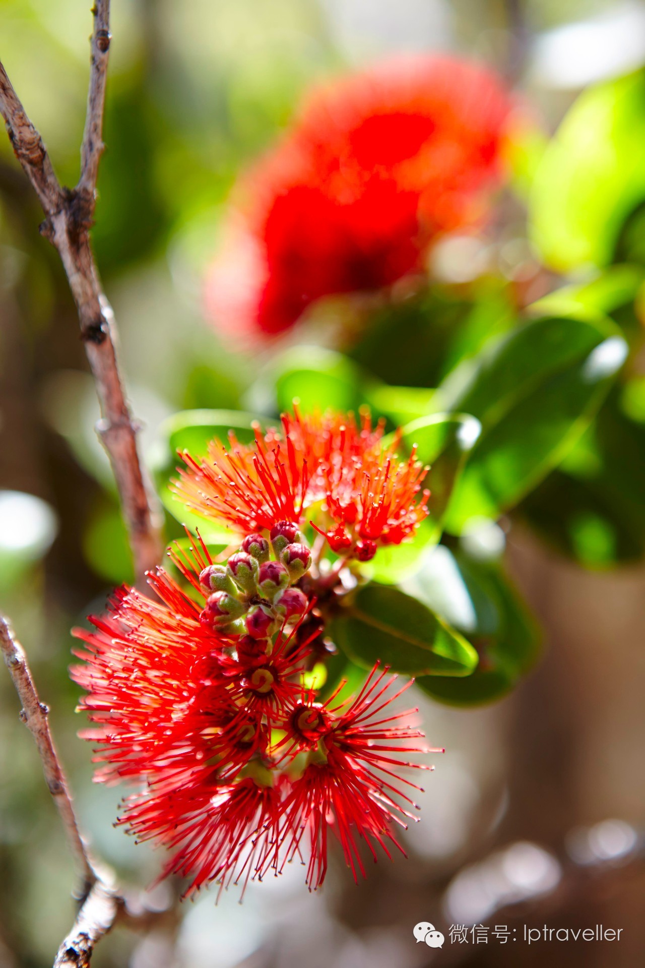 星球坐标｜夏威夷：发现惊喜之地2017这样玩转Aloha之夜