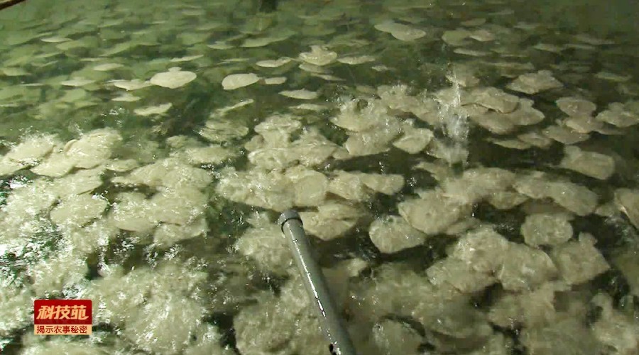 如何区分水产品是否加孔雀石绿,孔雀石绿在水产养殖中的应用