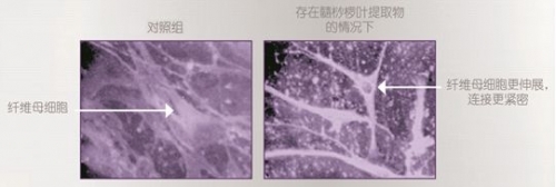 兰蔻立体塑颜按摩霜,兰蔻按摩霜怎么用法