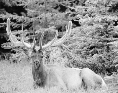 鹿的防疫和管理,鹿的常见疾病主要有