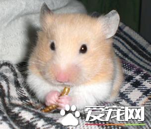 金丝熊可不可以用猫砂,金丝熊能用细猫砂吗