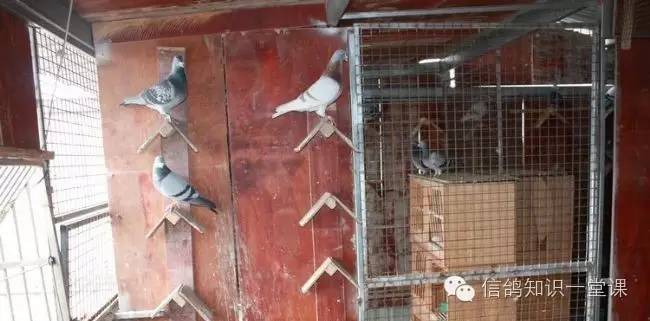 重庆赛鸽强豪欧先超