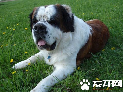 圣伯纳犬凶不凶,长毛圣伯纳和短毛圣伯纳