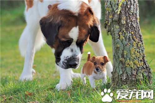 圣伯纳犬凶不凶,长毛圣伯纳和短毛圣伯纳