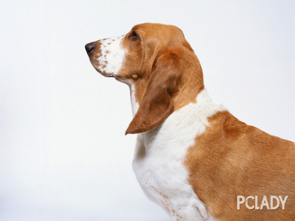 小狗狗抽筋了怎么办,狗狗宠物知识大全集