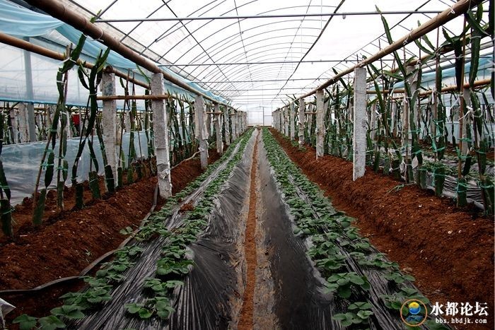 水都网友看农业感受水都新变化
