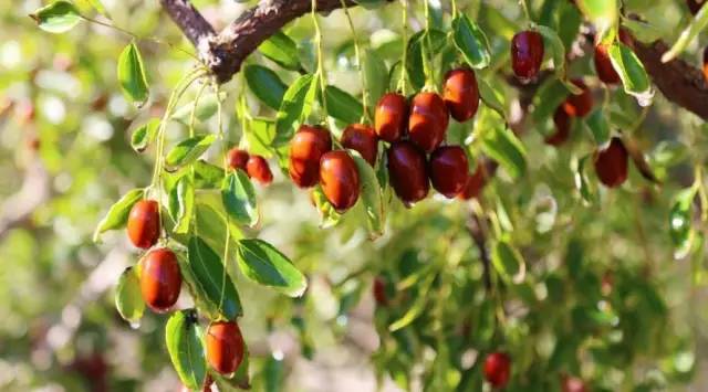 坐着飞机去度假,坐着飞机去过年