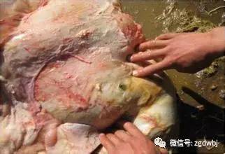 羊瘤胃积食打针后多久治愈,羊瘤胃积食的治疗视频