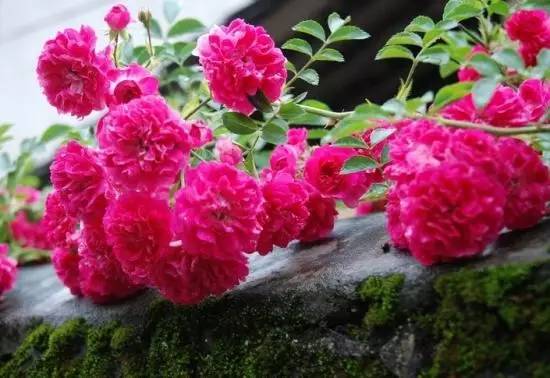 月季玫瑰蔷薇都属于什么科,蔷薇玫瑰月季一年开几次花