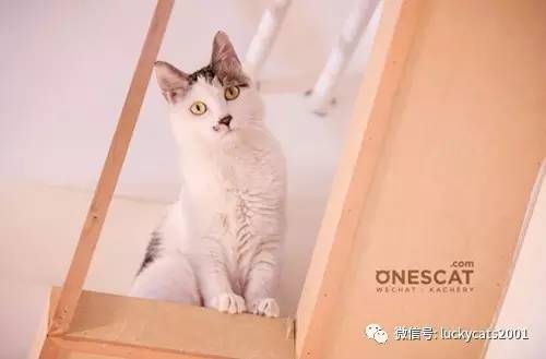 会拍猫的都是好小伙｜你说这些猫咪这么美，我说是的！