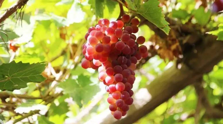 坐着飞机去度假,坐着飞机去过年