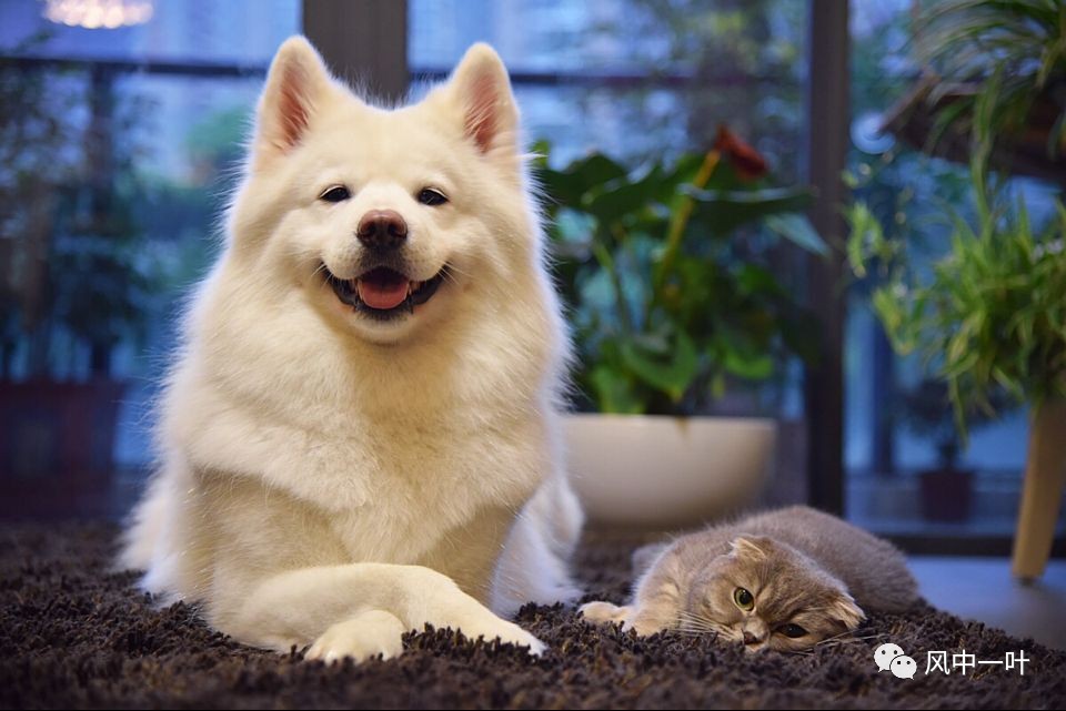 小绒豆，小白兔，小二黑