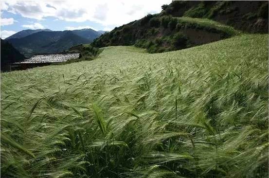 川西阿坝小众冷门自驾,阿坝真正冷门小众秘境