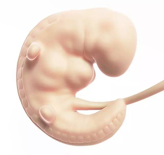 生男生女取决于男方女方基因,生男生女是取决于丈夫还是妻子