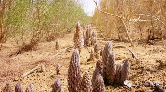 坐着飞机去度假,坐着飞机去过年