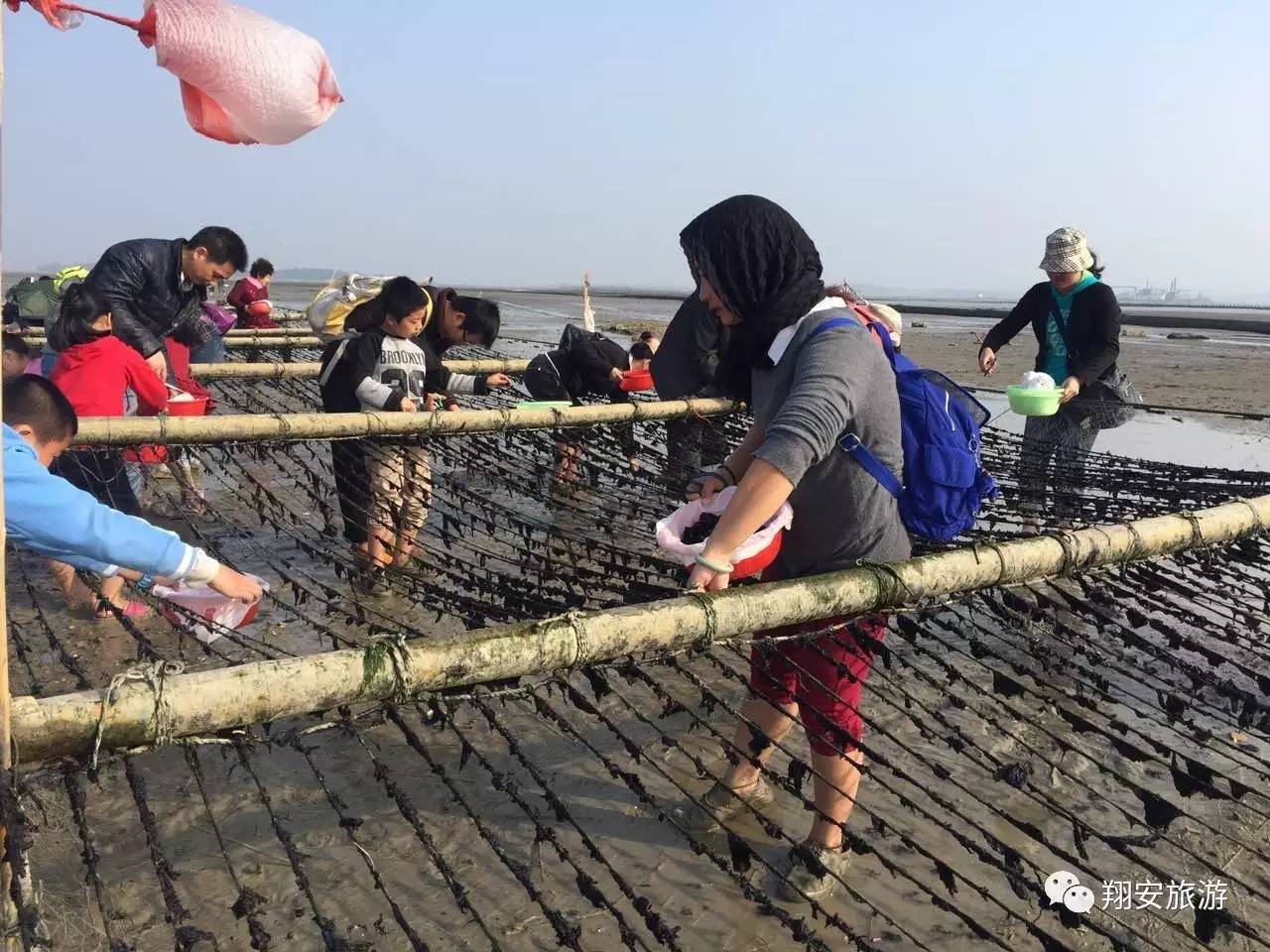 鱼我所欲也,紫菜亦我所欲也~2016翔安海岛旅游节欢乐登场
