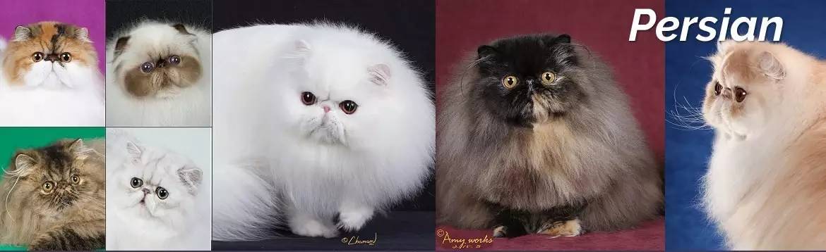 波斯猫眯着它的双眼抖音,波斯猫的眼神