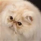 波斯猫眯着它的双眼抖音,波斯猫的眼神