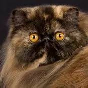 波斯猫眯着它的双眼抖音,波斯猫的眼神