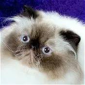 波斯猫眯着它的双眼抖音,波斯猫的眼神