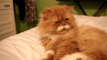 波斯猫眯着它的双眼抖音,波斯猫的眼神