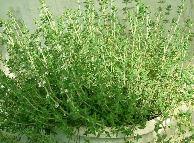 从阳台飘香到厨房种上它就对了