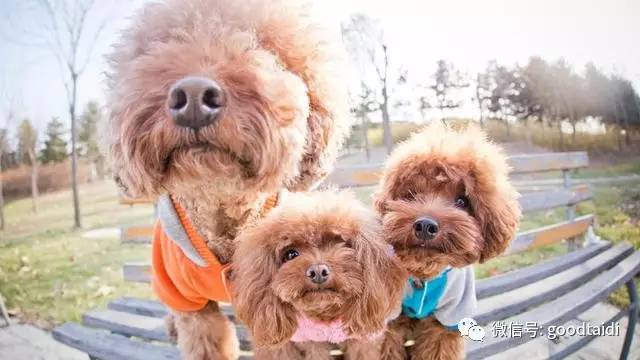 小泰迪不能吃什么食物,小泰迪不能吃的有哪些