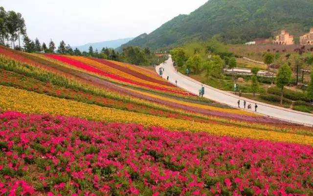 2017叨位“七桃”？看这里，拿走不谢！