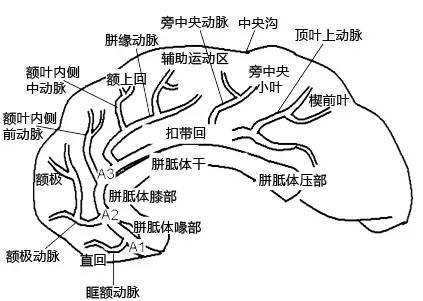 大脑前动脉梗死属于小动脉梗死吗,左侧大脑中动脉闭塞大面积梗死