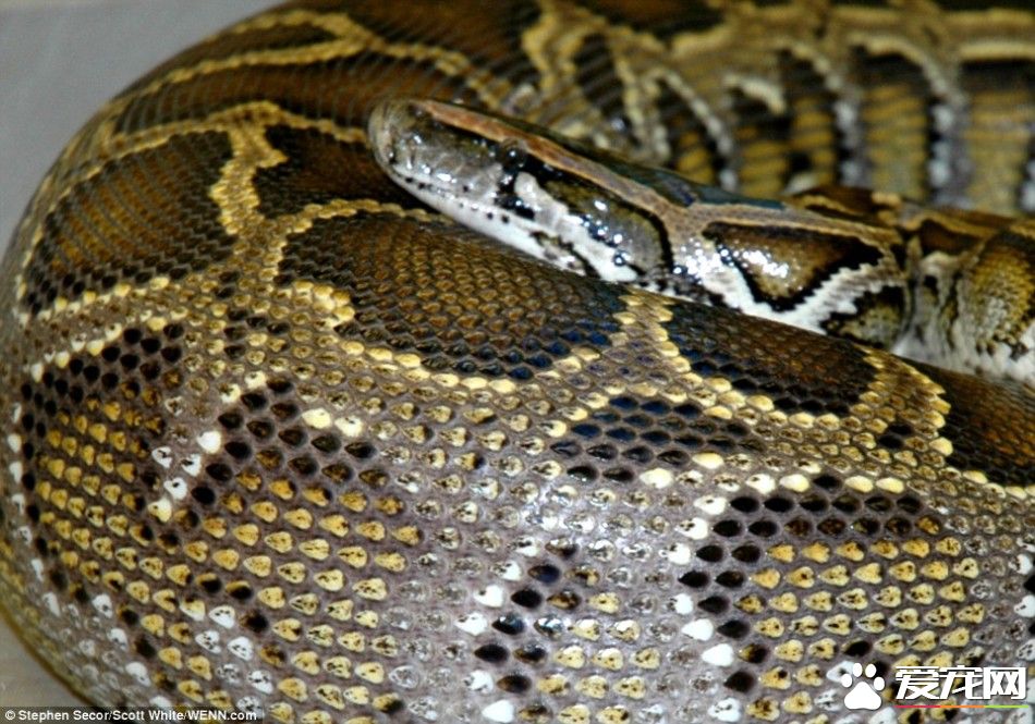 缅甸蟒饲养,缅甸蟒能养吗