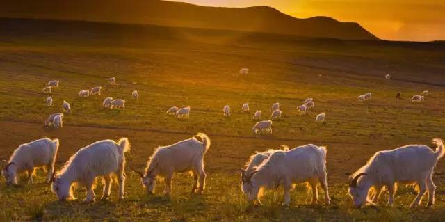 这才是青海人,终于有了答案