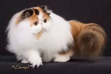 波斯猫眯着它的双眼抖音,波斯猫的眼神