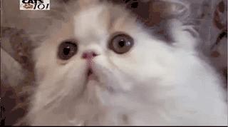 波斯猫眯着它的双眼抖音,波斯猫的眼神