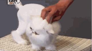 波斯猫眯着它的双眼抖音,波斯猫的眼神