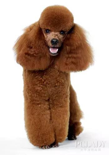 宠物狗猫的小知识,宠物知识狗狗品种大全