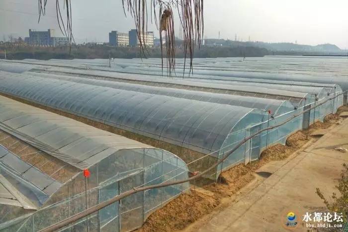 水都网友看农业感受水都新变化