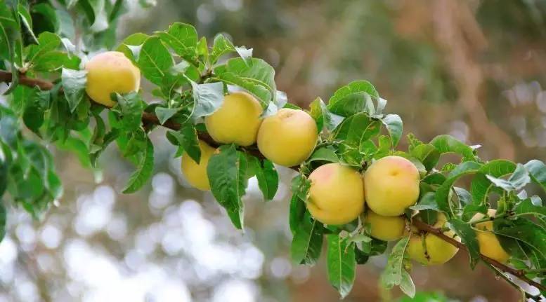 坐着飞机去度假,坐着飞机去过年